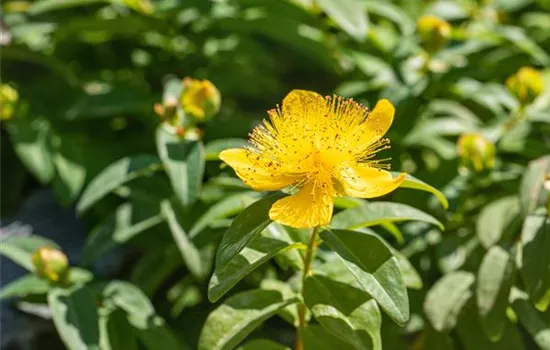 Hypericum calycinum Hypericum calycinum