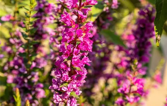 Lythrum salicaria 'Robin'