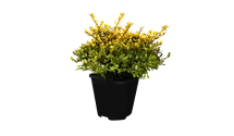 Gelber Bergilex 'Golden Gem' / Gelbe Japanstechpalme 'Golden Gem'