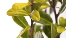 Gelber Bergilex 'Golden Gem' / Gelbe Japanstechpalme 'Golden Gem'