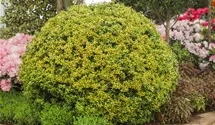 Gelber Bergilex 'Golden Gem' / Gelbe Japanstechpalme 'Golden Gem'