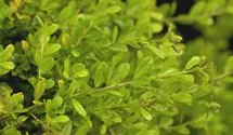 Gelber Bergilex 'Golden Gem' / Gelbe Japanstechpalme 'Golden Gem'