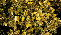 Gelber Bergilex 'Golden Gem' / Gelbe Japanstechpalme 'Golden Gem'