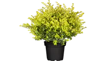 Gelber Bergilex 'Golden Gem' / Gelbe Japanstechpalme 'Golden Gem'