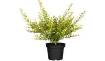 Gelber Bergilex 'Golden Gem' / Gelbe Japanstechpalme 'Golden Gem'