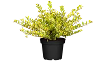 Gelber Bergilex 'Golden Gem' / Gelbe Japanstechpalme 'Golden Gem'
