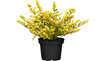 Gelber Bergilex 'Golden Gem' / Gelbe Japanstechpalme 'Golden Gem'