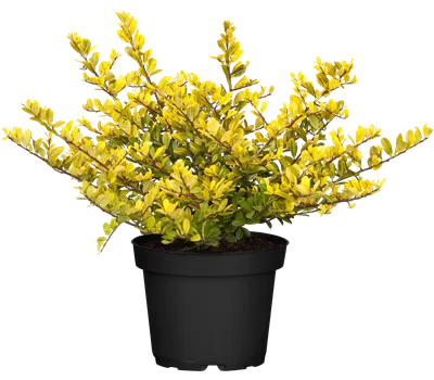 Ilex crenata 'Golden Gem' Ilex crenata 'Golden Gem'