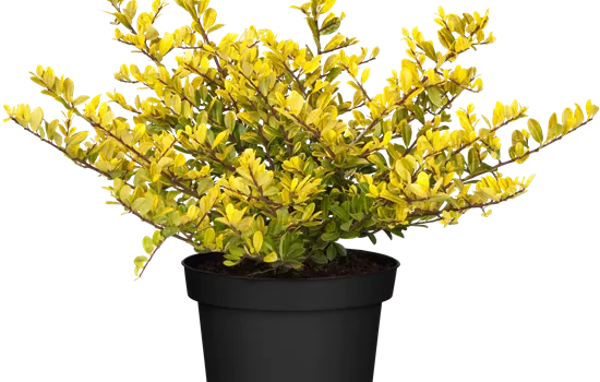 Ilex crenata 'Golden Gem' Ilex crenata 'Golden Gem'