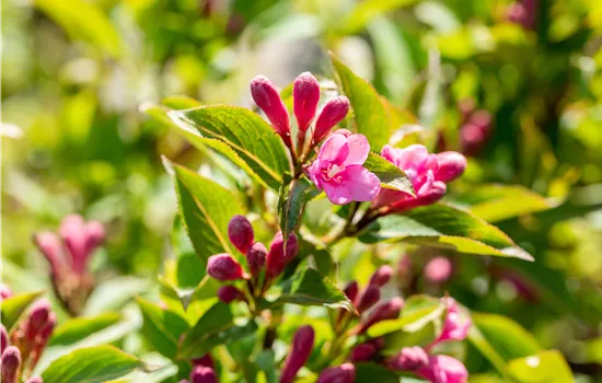 Weigela florida 'Pink Poppet' Weigela florida 'Pink Poppet'