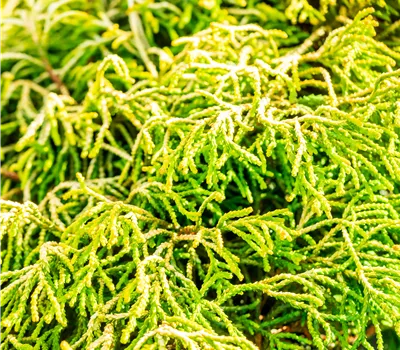 Chamaecyparis obtusa 'Tsatsumi Gold'