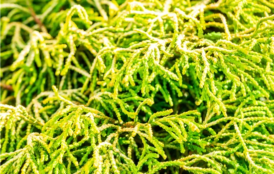 Chamaecyparis obtusa 'Tsatsumi Gold' Chamaecyparis obtusa 'Tsatsumi Gold'