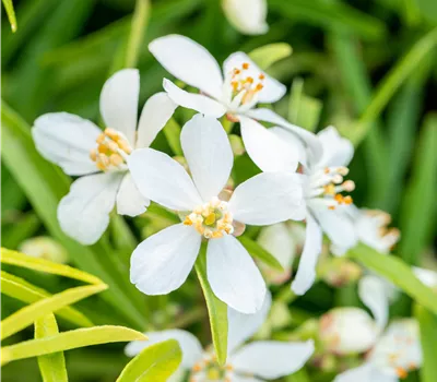 Choisya ternata 'Aztec Pearl' Choisya ternata 'Aztec Pearl'