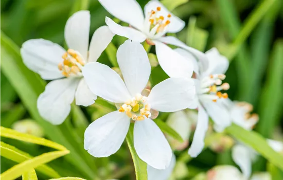 Choisya ternata 'Aztec Pearl' Choisya ternata 'Aztec Pearl'
