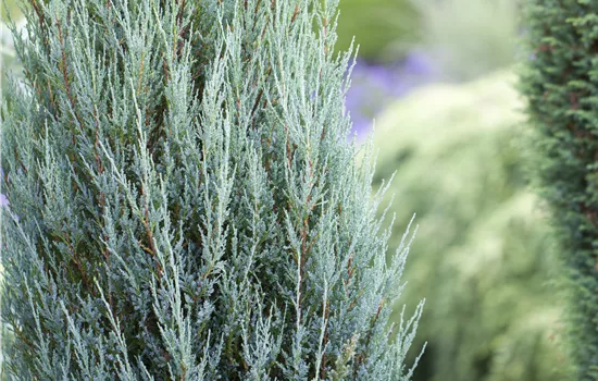Juniperus scopulorum 'Blue Arrow' Juniperus scopulorum 'Blue Arrow'