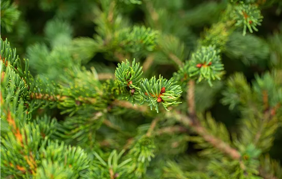 Picea pungens 'Lucky Strike' Picea pungens 'Lucky Strike'