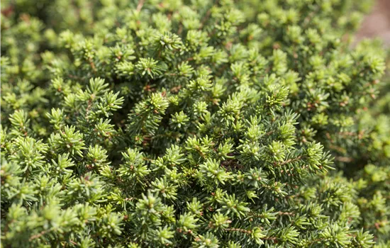 Picea abies 'Little Gem' Picea abies 'Little Gem'