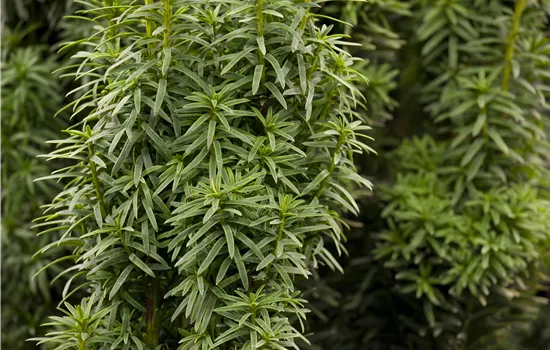 Taxus baccata 'David' Taxus baccata 'David'