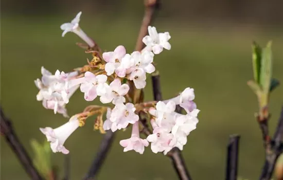 Viburnum bodnantense 'Charles Lamont' Viburnum bodnantense 'Charles Lamont'