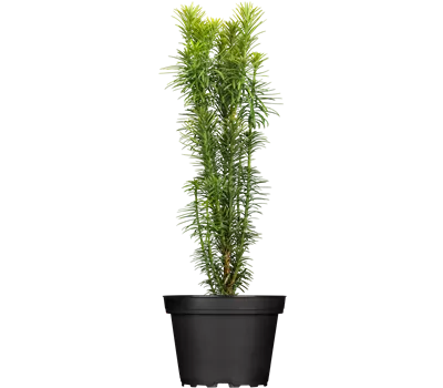 Cephalotaxus harringtonia 'Korean Gold'