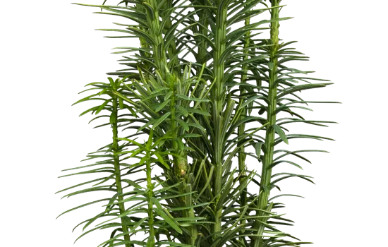 Cephalotaxus harringtonia 'Korean Gold' Cephalotaxus harringtonia 'Korean Gold'