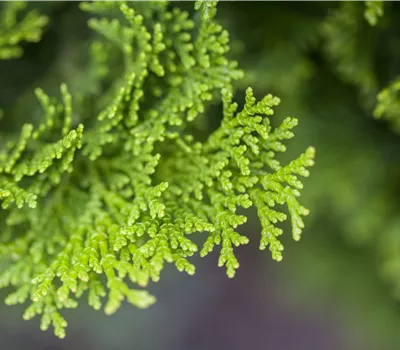 Chamaecyparis obtusa 'Nana Gracilis'