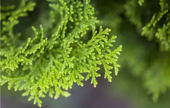 Chamaecyparis obtusa 'Nana Gracilis' Chamaecyparis obtusa 'Nana Gracilis'