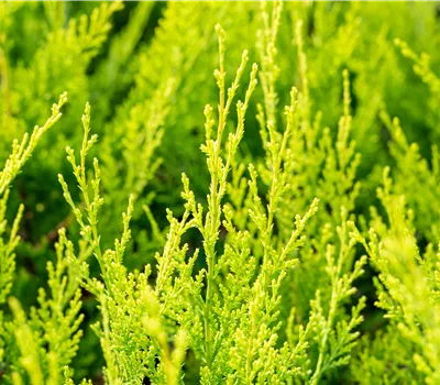 Cupressocyparis leylandii 'Castlewellan Gold'