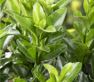 Euonymus japonicus 'Microphyllus' Euonymus japonicus 'Microphyllus'