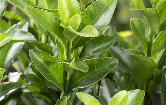 Euonymus japonicus 'Microphyllus' Euonymus japonicus 'Microphyllus'