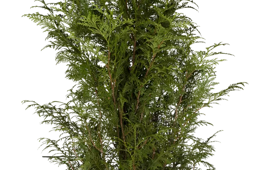 Thuja plicata 'Atrovirens' Thuja plicata 'Atrovirens'