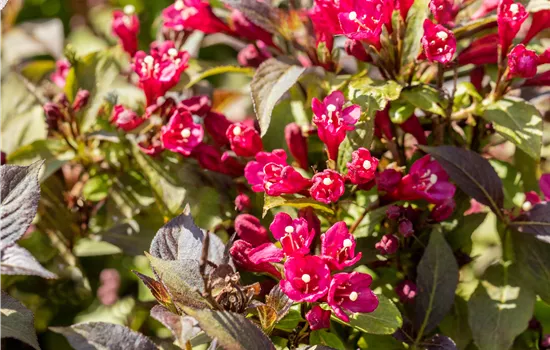 Weigela florida 'Minor Black' ® Weigela florida 'Minor Black' ®