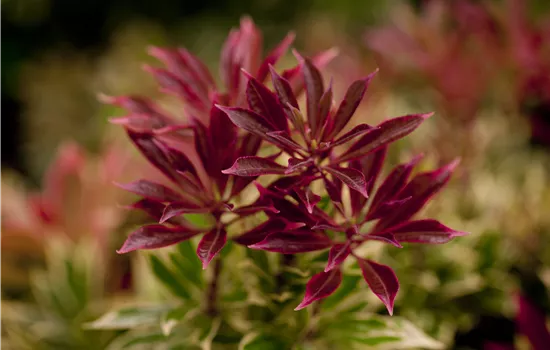 Pieris japonica 'Carnaval'