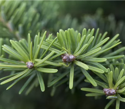 Abies balsamea 'Nana' Abies balsamea 'Nana'