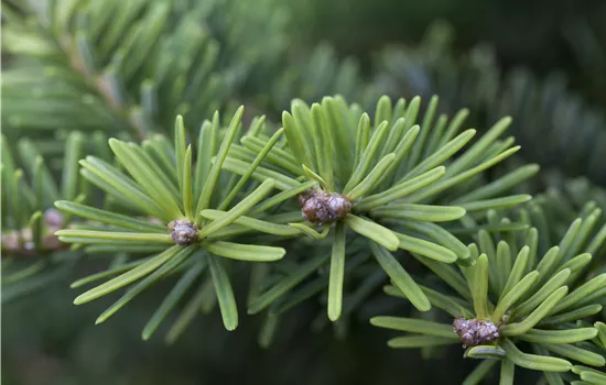 Abies balsamea 'Nana' Abies balsamea 'Nana'