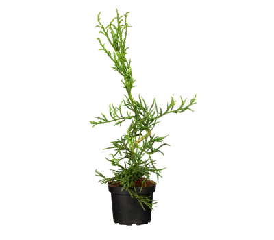 Cryptomeria japonica 'Rasen' 