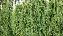 Serbische Hängefichte 'Pendula' Serbische Hängefichte 'Pendula'