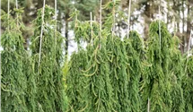 Serbische Hängefichte 'Pendula' Serbische Hängefichte 'Pendula'