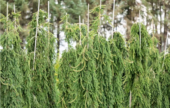 Picea omorika 'Pendula' Picea omorika 'Pendula'