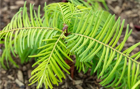 Metasequoia glyptostroboides 'Gold Rush'