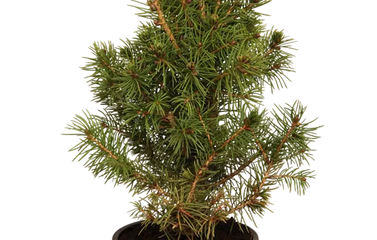 Picea glauca 'Conica' Picea glauca 'Conica'