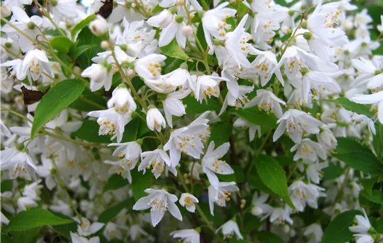 Deutzia crenata 'Nikko' Deutzia crenata 'Nikko'