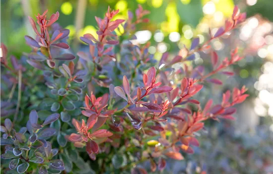 Berberis thunbergii 'Bagatelle'  Berberis thunbergii 'Bagatelle'