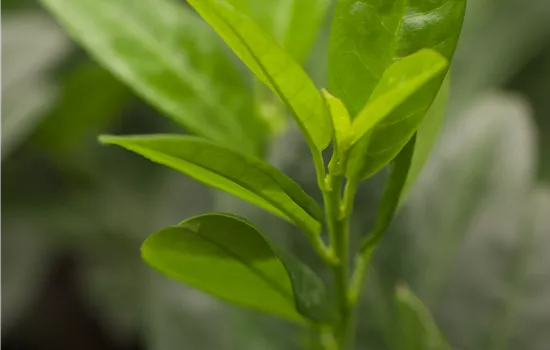 Prunus laurocerasus 'Piri'  Prunus laurocerasus 'Piri'