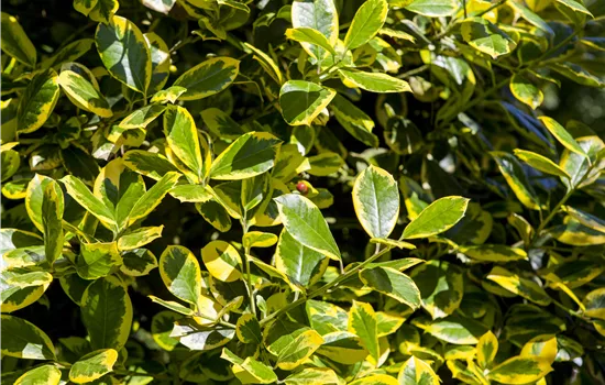 Ilex aquifolium 'Golden van Tol' Ilex aquifolium 'Golden van Tol'