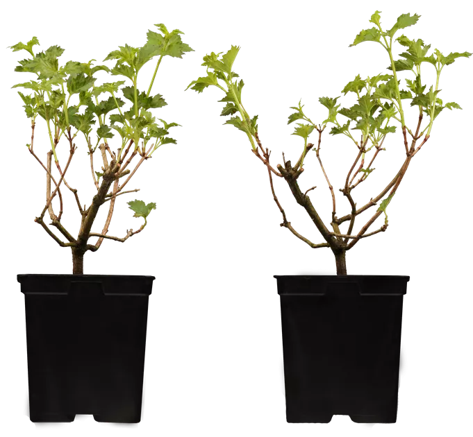 Viburnum opulus 'Roseum'