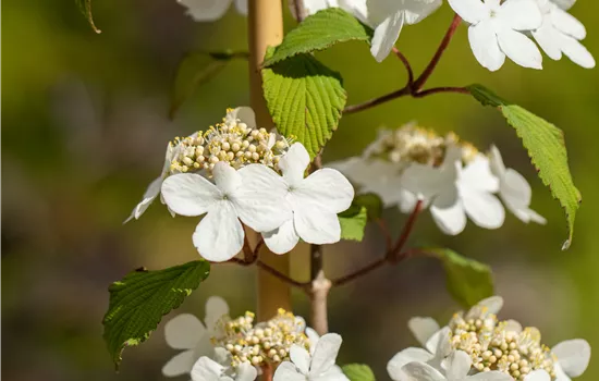 Viburnum plicatum 'Kilimandjaro' ® Viburnum plicatum 'Kilimandjaro' ®