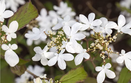 Viburnum plicatum 'Watanabe' Viburnum plicatum 'Watanabe'