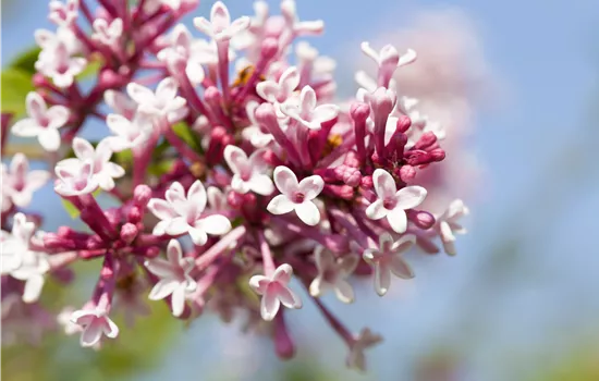 Syringa microphylla 'Superba'  Syringa microphylla 'Superba'