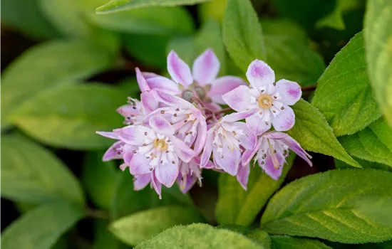 Deutzia magnifica 'Tourbillon Rouge'  Deutzia magnifica 'Tourbillon Rouge'
